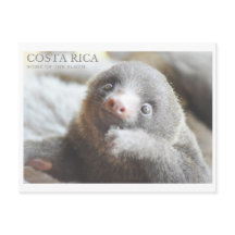 Sloth vycard Costa Rica souvenir