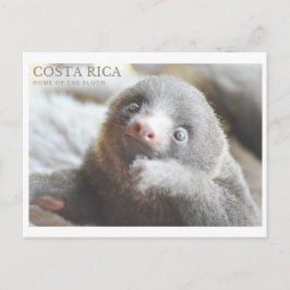 Sloth vycard Costa Rica souvenir Vykort