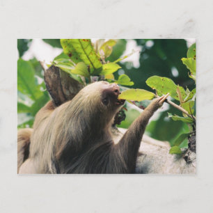 Sloth Vykort