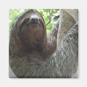 Slothfotodesignen kvadrerar magneten magnet