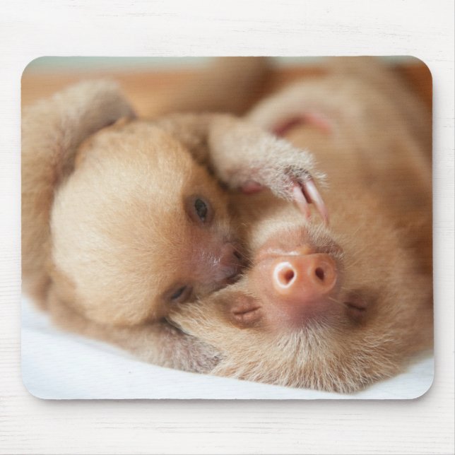 Slothmusen vadderar musmatta (Framsidan)