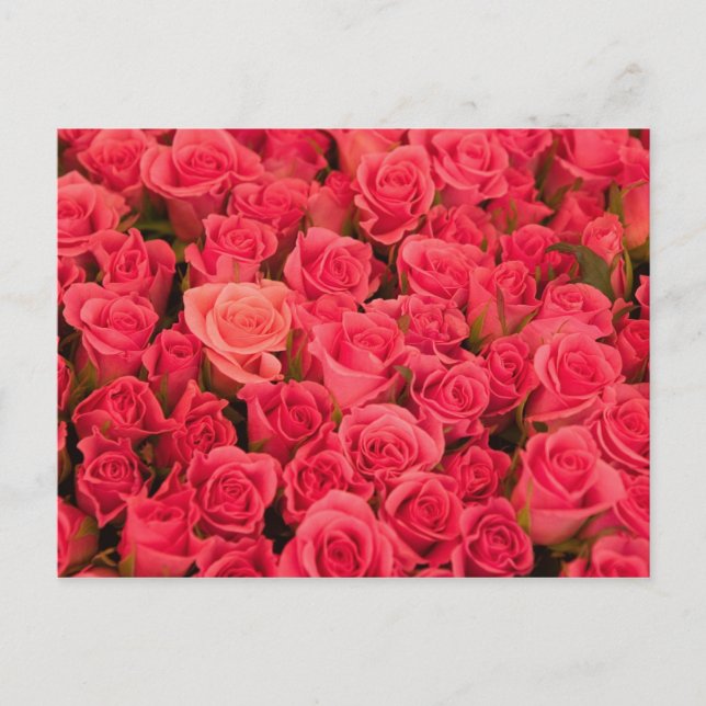 SLOVENIEN, Ljubljana: Ljubljanas offentliga markna Vykort (Framsida)