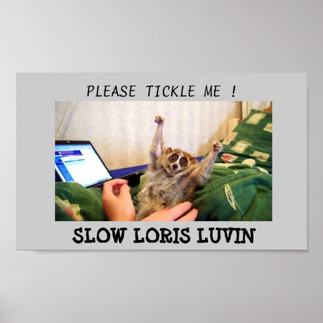 Slow Loris Luvin Poster (Framsidan)