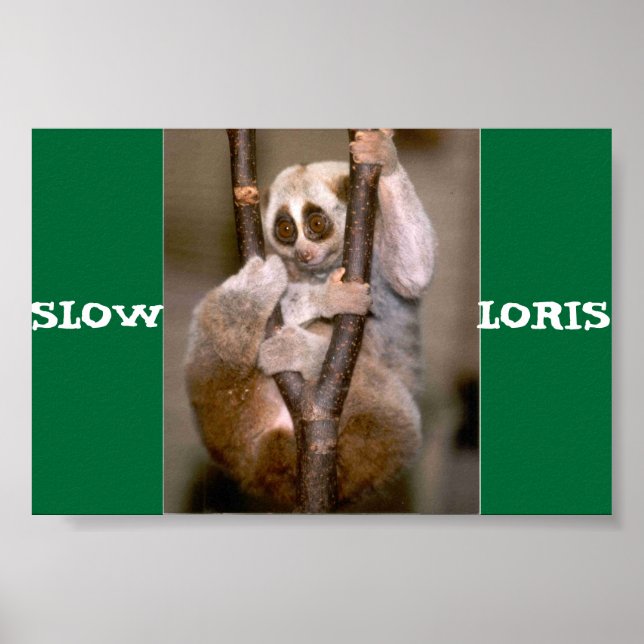 Slow Loris Poster (Framsidan)
