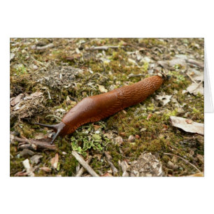 Slug Red Hälsningskort