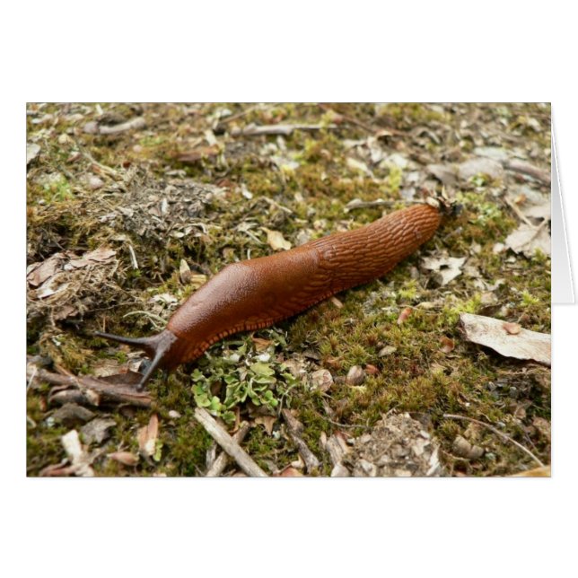Slug Red Hälsningskort (Framsidan Horizontal)