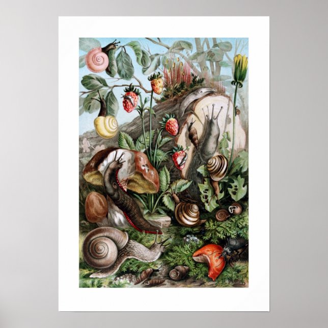 Slugs och Snigel Poster (Framsidan)