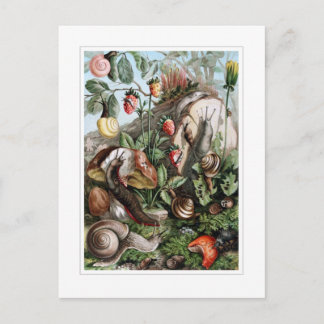 Slugs och Snigel Vykort