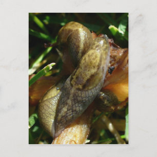 Slugs, Unalaska Island Vykort