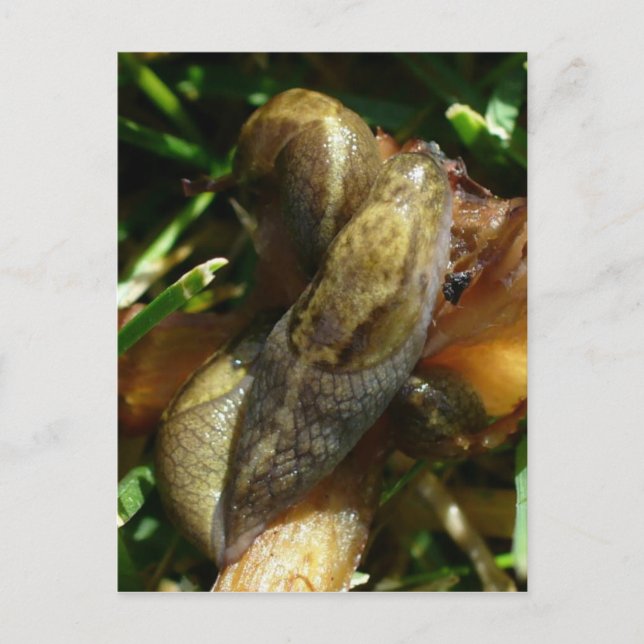 Slugs, Unalaska Island Vykort (Framsida)