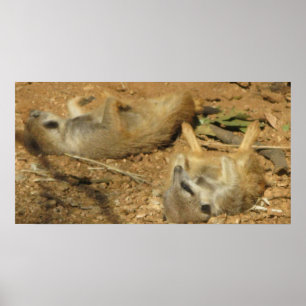 Slumra den Meerkats affischen Poster