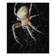 Slut på frågetecknet "European Garden Spider"