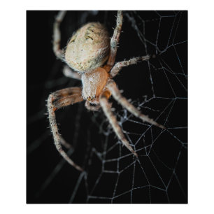 Slut på frågetecknet "European Garden Spider" Fototryck