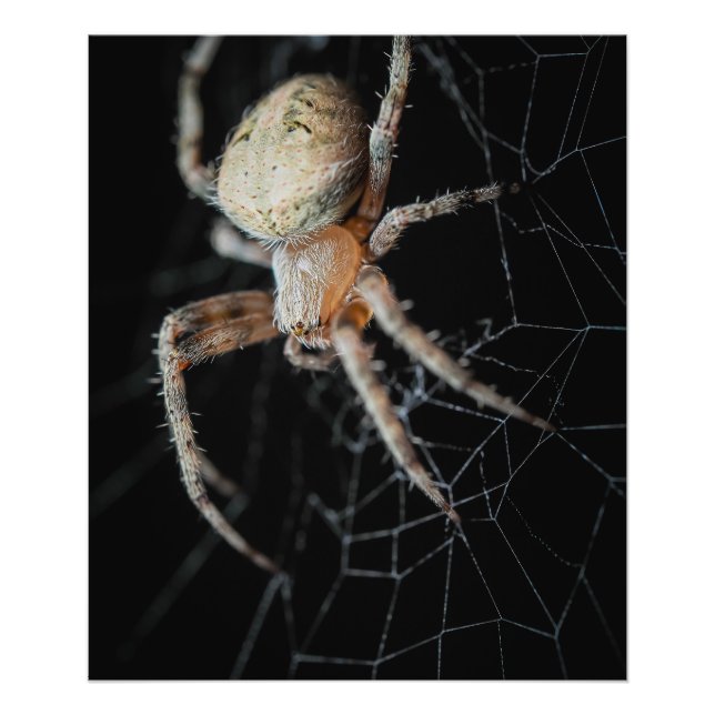 Slut på frågetecknet "European Garden Spider" Fototryck (Framsidan)