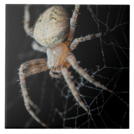 Slut på frågetecknet "European Garden Spider" Kakelplatta