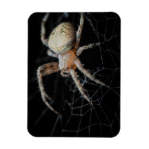 Slut på frågetecknet "European Garden Spider"