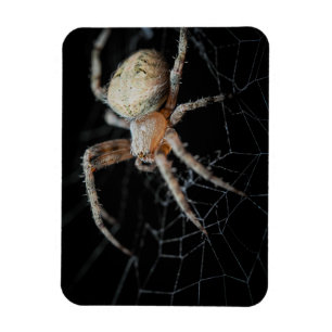 Slut på frågetecknet "European Garden Spider" Magnet