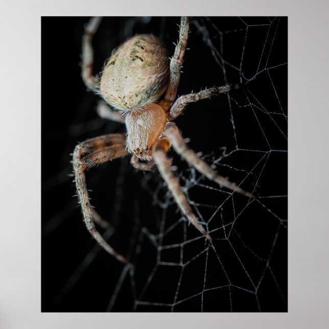 Slut på frågetecknet "European Garden Spider" Poster (Framsidan)