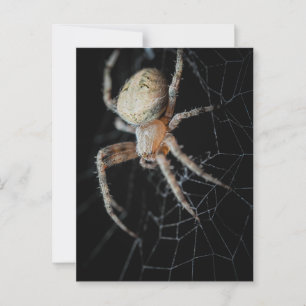 Slut på frågetecknet "European Garden Spider" Vykort