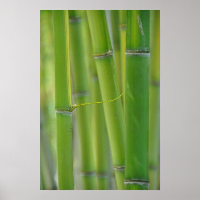 Slut Poster (Framsidan)