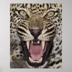 Slut upp av att brumma för leopard poster
