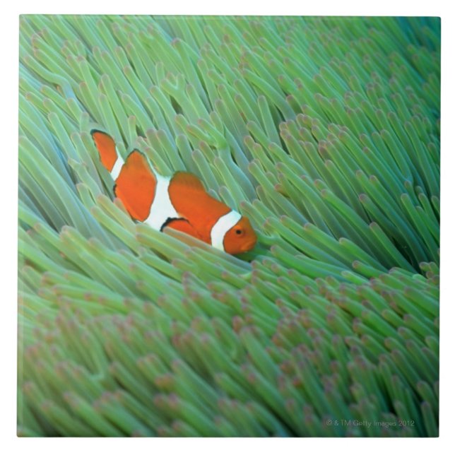 Slut upp av en clownanemonfisk, Okinawa, Japan Kakelplatta (Framsidan)
