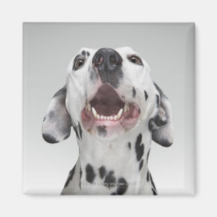 Slut upp av en Dalmatian hund Magnet