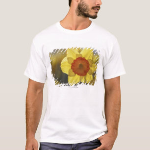 Slut upp av en gul/orange påsklilja tee