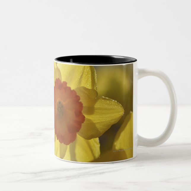 Slut upp av en gul/orange påsklilja Två-Tonad mugg (Höger)