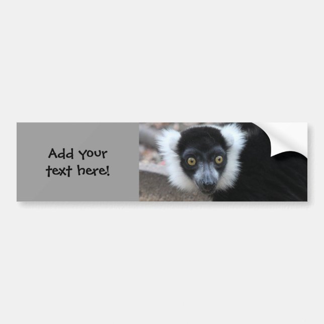 Slut upp av en svartvit Ruffed Lemur Bildekal (Framsidan)