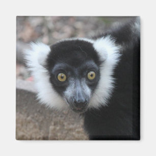 Slut upp av en svartvit Ruffed Lemur Magnet