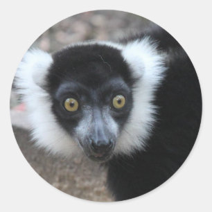 Slut upp av en svartvit Ruffed Lemur Runt Klistermärke
