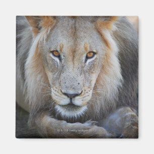 slut upp av ett male lejont, Panthera leo, Magnet