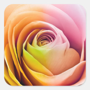 Slut upp av färgrika rosa Petals Fyrkantigt Klistermärke