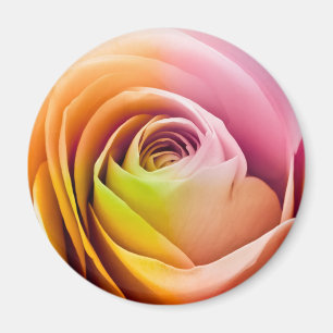 Slut upp av färgrika rosa Petals Magnet