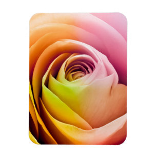 Slut upp av färgrika rosa Petals Magnet