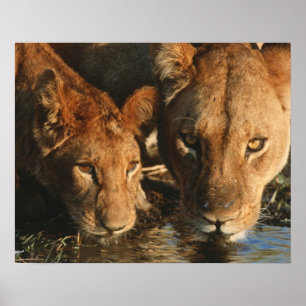 Slut upp av lionessen (pantheraen leo) och ungen poster