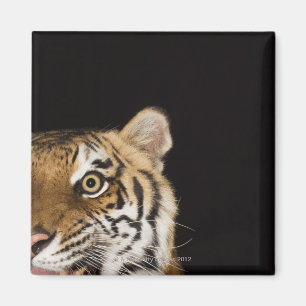 Slut upp av ryta tiger ansikte magnet