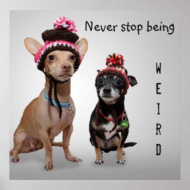 Sluta aldrig vara Konstig Cute Chihuahuas Poster (Framsidan)