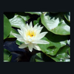 Sluta vid/Sommardammet Vita vattenvägar och Insekt Poster<br><div class="desc">Originalfotografi av flodvågen* ©2013. Anpassa poster storlekt,  struktur,  gräns och/eller ram till kostym.</div>