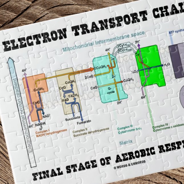 Slutstadiet av den aeroba elektronens transportked pussel (Jigsaw puzzle featuring "Electron Transport Chain - Final Stage Of Aerobic Respiration".)