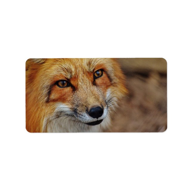 Sly Fox Adressetikett (Framsidan)