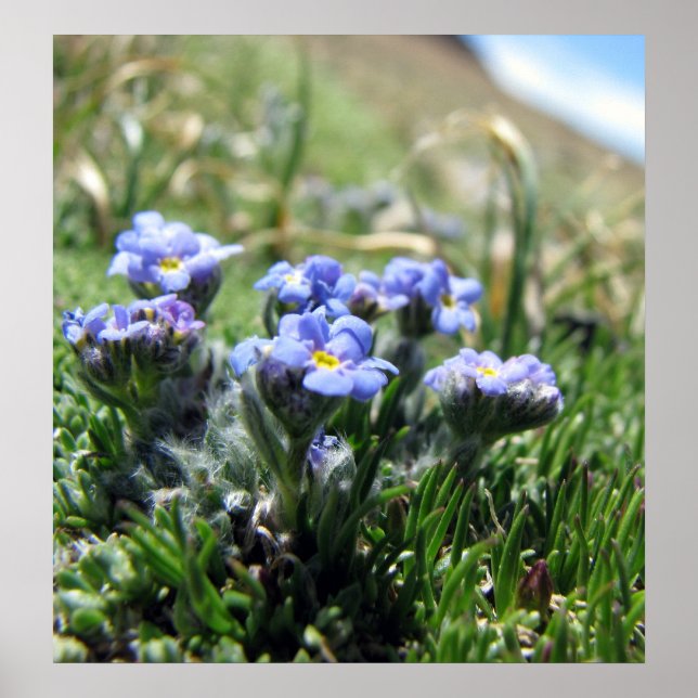 Små Alpina Tundra Flowers Poster (Framsidan)
