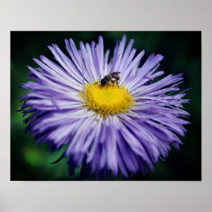 Små bin på Lila Aster Flower Poster