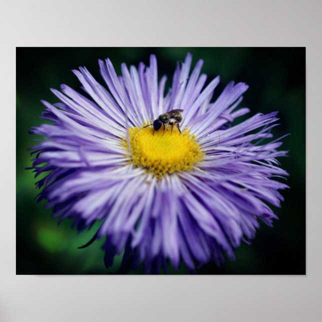 Små bin på Lila Aster Flower Poster (Framsidan)