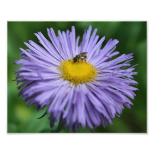 Små bin på Lila Daisy blommar 10 x 8 Fototryck