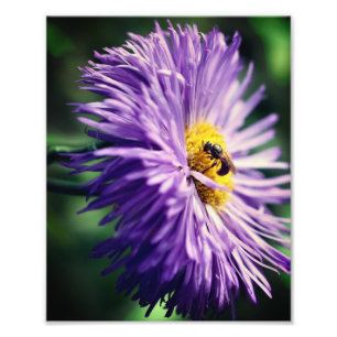 Små bin på Lila Daisy Blunda närmare 8 x 10 Fototryck