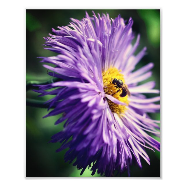 Små bin på Lila Daisy Blunda närmare 8 x 10 Fototryck (Framsidan)