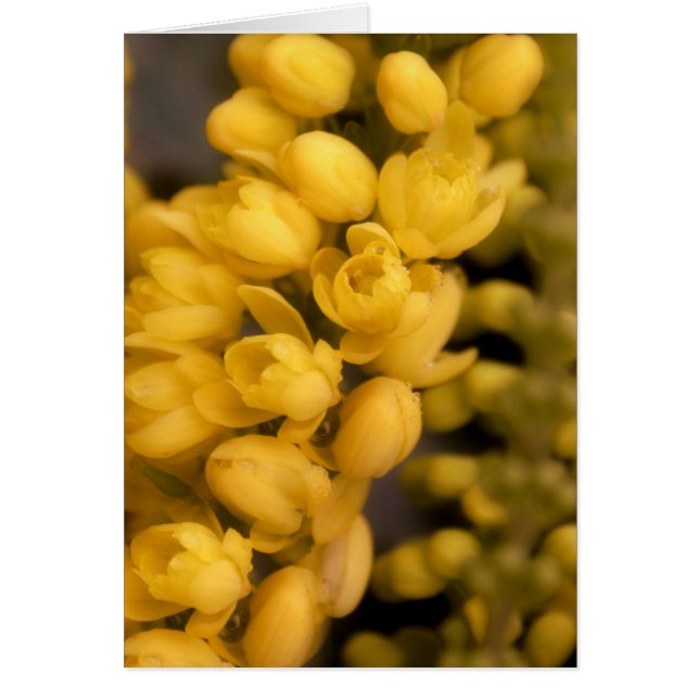 Små Blommar för Gult Hälsningskort (Framsidan)