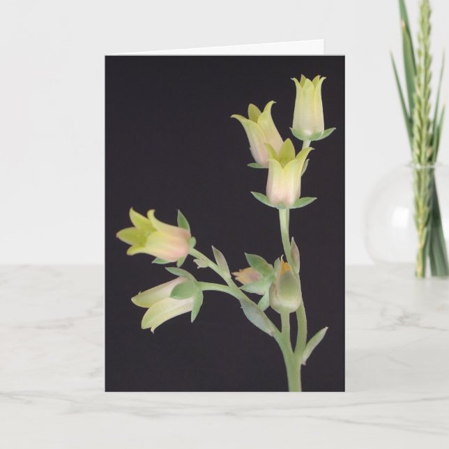 Små blommar under Lent Kort (Framsida)